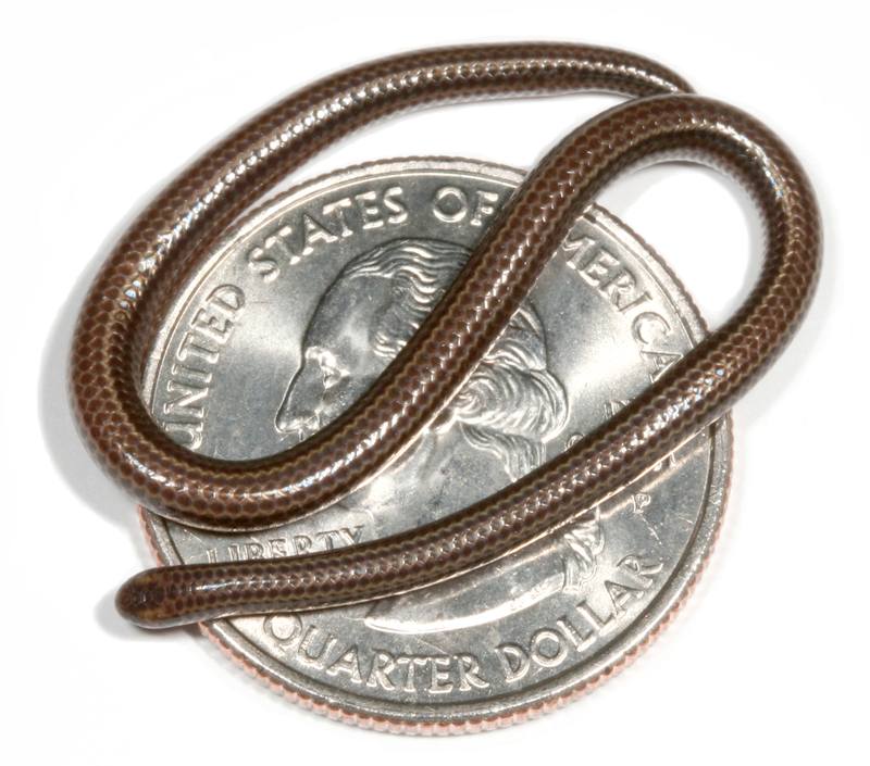 Người dân Barbados đả kích sự kiện khám phá ra loài rắn nhỏ nhất thế giới